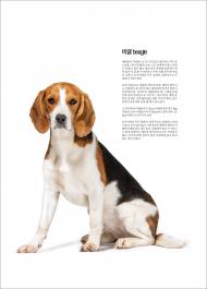  beagle / ֿϰ [ϱ-ȸ]