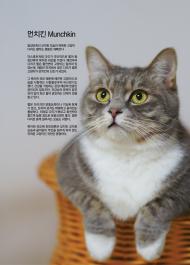[고양이] 먼치킨 Munchkin 동장단족의 코믹한 모습이 독특한 고양이