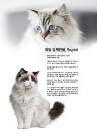 [고양이] 랙돌 봉제인형, Ragdoll 봉제인형이라는 이름의 얌전한 고양이